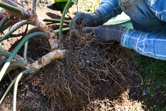 Gardener teasing roots apart on a large plant