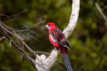 Australian Native Crimson Rosella Parrot perched in a native tree in Wilsons Promontory National...