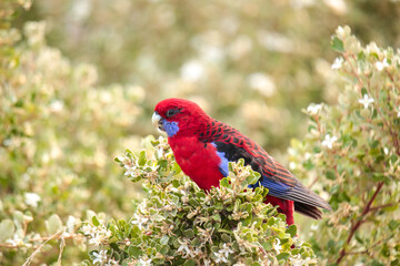 Australian Native Crimson Rosella Parrot Perched and eating flowers from a native bush in Wilsons Promontory National Park, Victoria