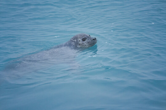 A grey seal 