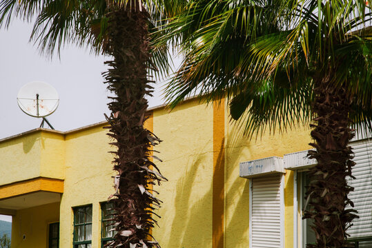 Palm tree near bright yellow building