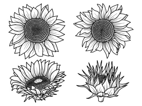 Hand drawn Sunflower sketch line art illustration