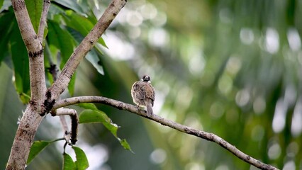 sparrow bird hanging in tree branch cleaning his body in the morning