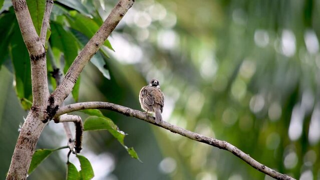 sparrow bird hanging in tree branch cleaning his body in the morning