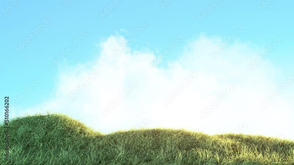 Wall mural grass wind slow with blue sky background loop. background on a seamless loop.