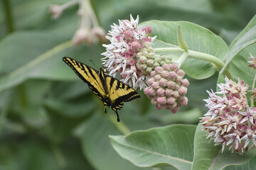 Swallowtail Butterfly on Showy Milkweed (Asclepias speciosa) - obrazy, fototapety, plakaty