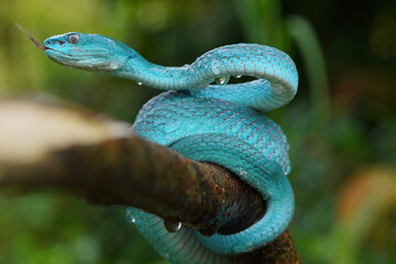 Viper Snake, Blue Snake, Trimeresurus insularis snake,
