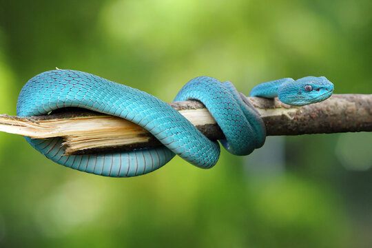 Blue Snake