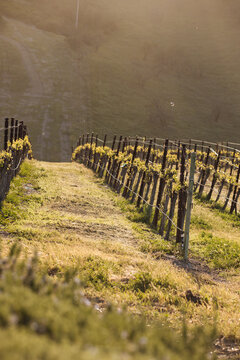 Sunset view of the vineyards and hills beyond in Paso Robles