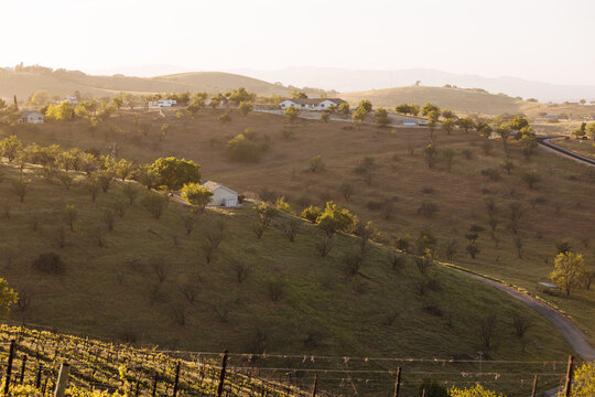 Sunset view of the vineyards and hills beyond in Paso Robles