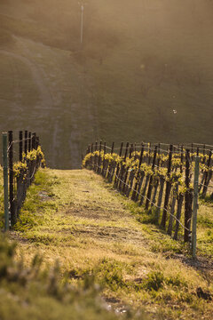 Sunset view of the vineyards and hills beyond in Paso Robles