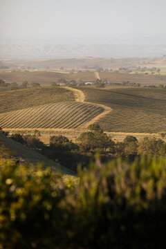 Sunset view of the vineyards and hills beyond in Paso Robles