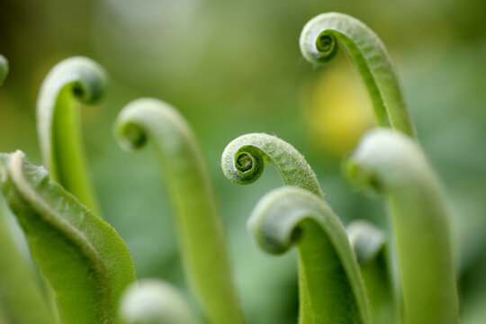 Fototapeta Green tongue fern plant in spring