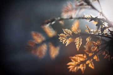 Bronze new foliage growing on a Koelreuteria tree in spring