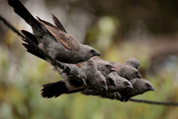 A tight-nit family of native Australian Apostle Birds huddled together in a group on a powerline,...