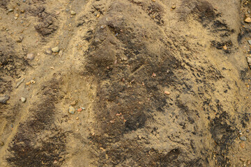 Soil Background