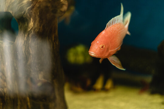 goldfish swimming in its fish tank