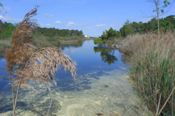 Polline di pino su laghetto costiero, Ravenna, Emilia Romagna