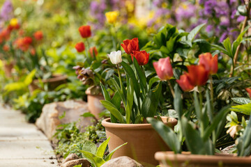 Tulips in a cottage garden