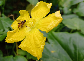 Closeup of Ridge Gourd flower. Hover fly or Flower fly, syrphid fly, on flower, natural green...