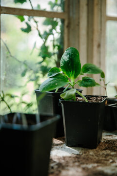 Courgette seedlings