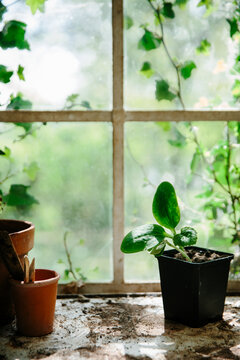 Courgette seedlings