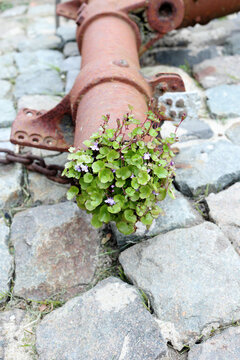 Cymbalaria muralis weed wins the battle