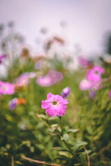 pink flowers in the field