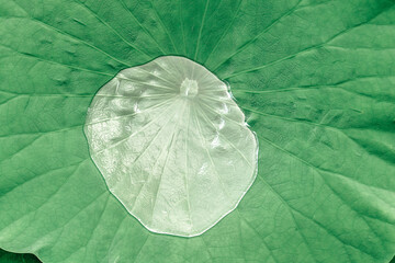 A lotus leaf filled with water.