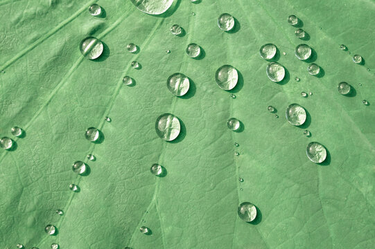 Drops of water on lotus leaves.