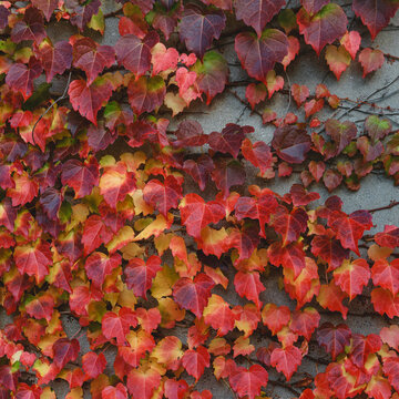 An ivy vine with autumn leaves.

