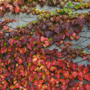 A red-colored ivy vine.
