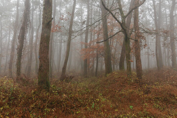A misty winter forest with dried plants.