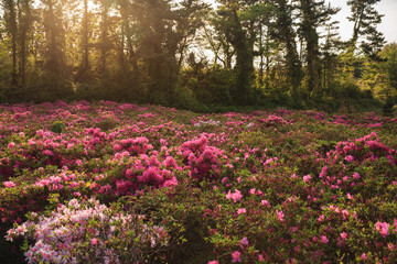 Pink flowers and sunset.
