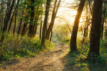 A spring forest where plants grow.