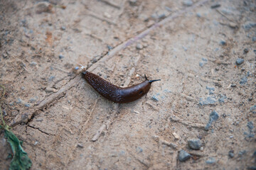 brown slug crawling along the road