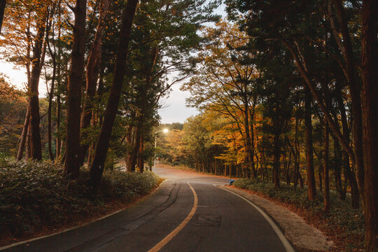 The darkening autumn forest path.