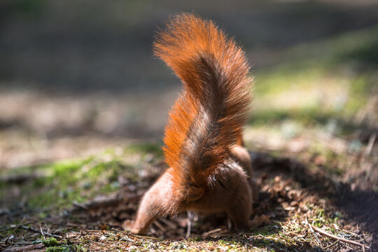 Furry squirrel tail