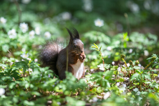 Squirrel in spring
