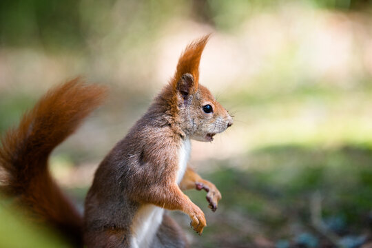 Red Squirrel close up