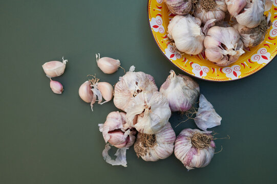 Purple organic garlic bulbs