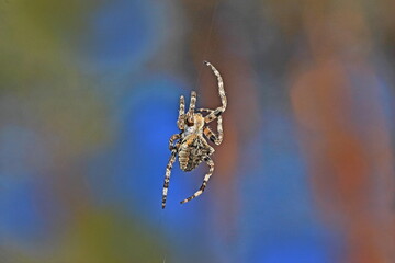 spider on web
