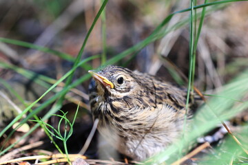 chick in the grass