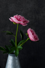 ピンク色の芍薬　黒背景