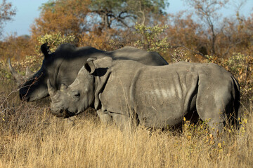 Obraz premium African wilde life. Kenya.