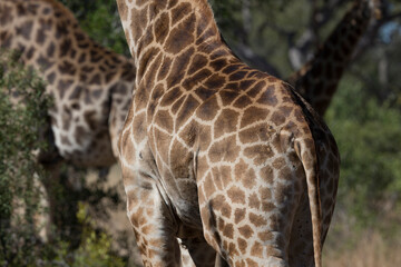 African wilde life. Kenya.