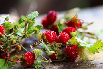 wild strawberry on a branch