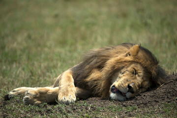 Africa. Wild Life.