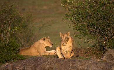 Africa. Wild Life.