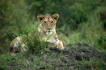 Africa. Wild Life.